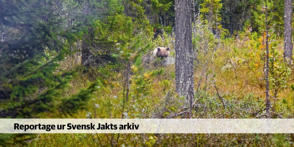 Jämthund – receptet för framgångrik björnjakt