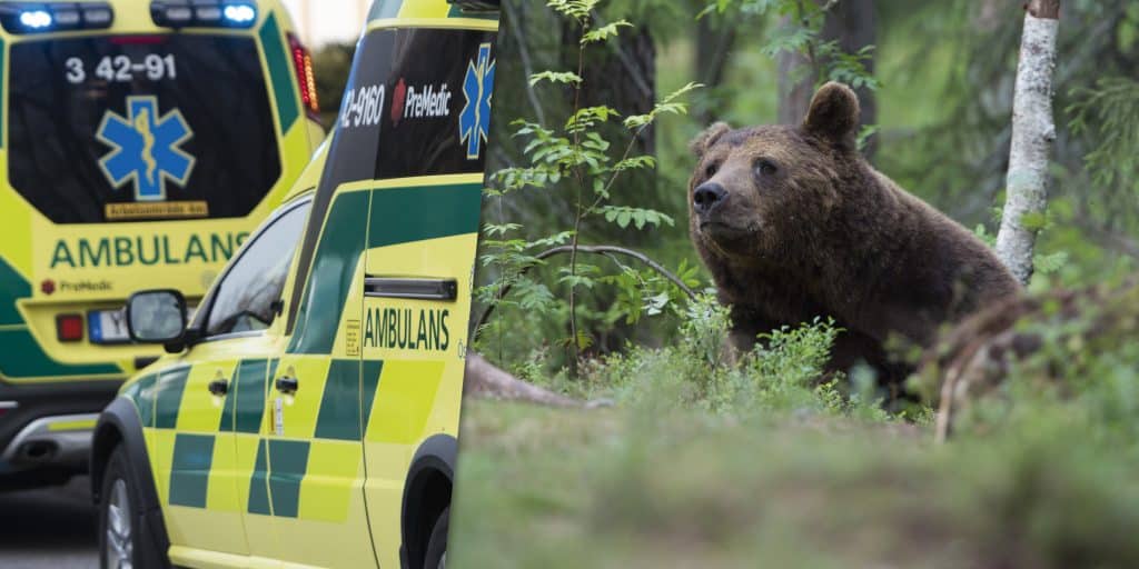 Jägare attackerad av björn – opereras nu