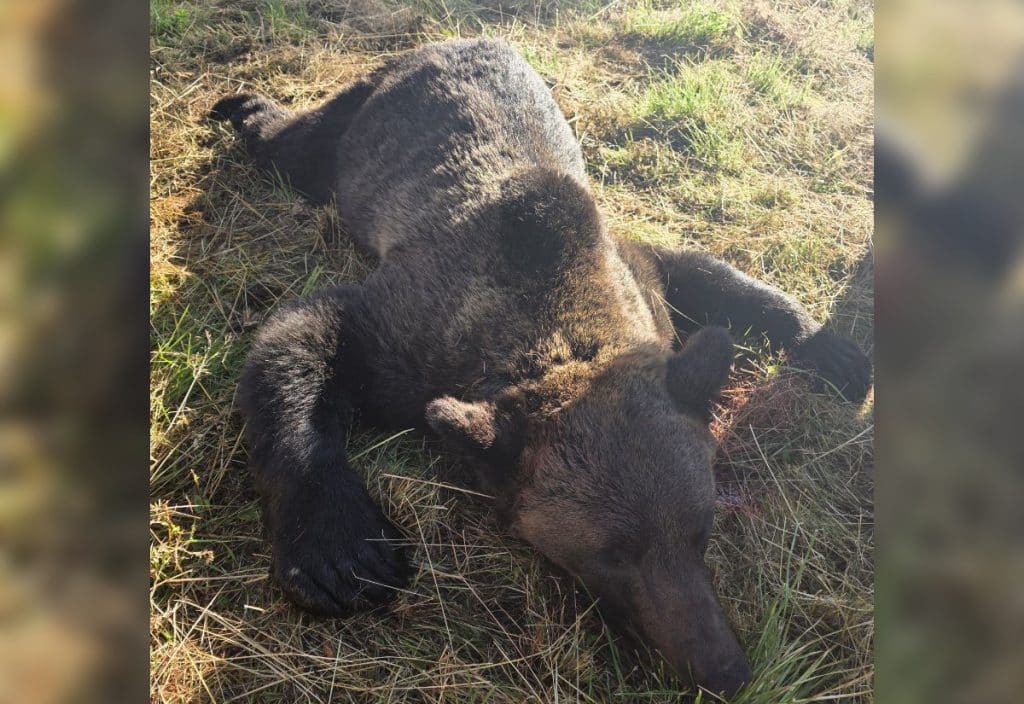 Björnjakten är avlyst i ett län