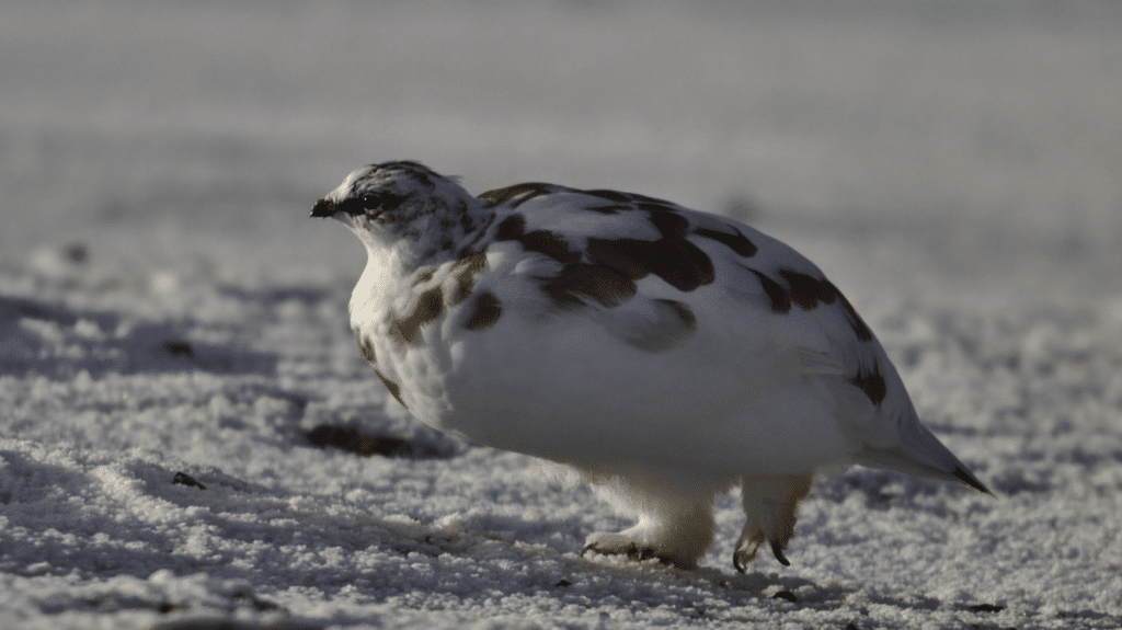 ”Att förneka evolutionsteorin är som att förneka gravitationsteorin”