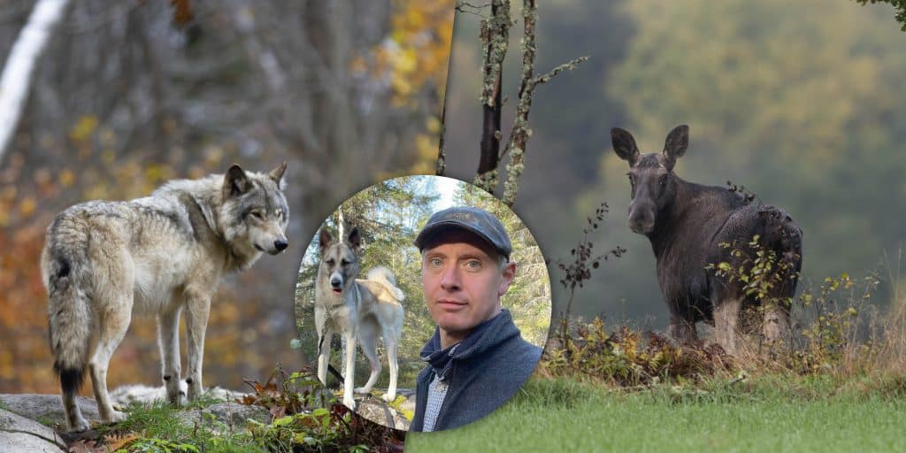 Skötselområde ställer in höstens älgjakt på grund av varg