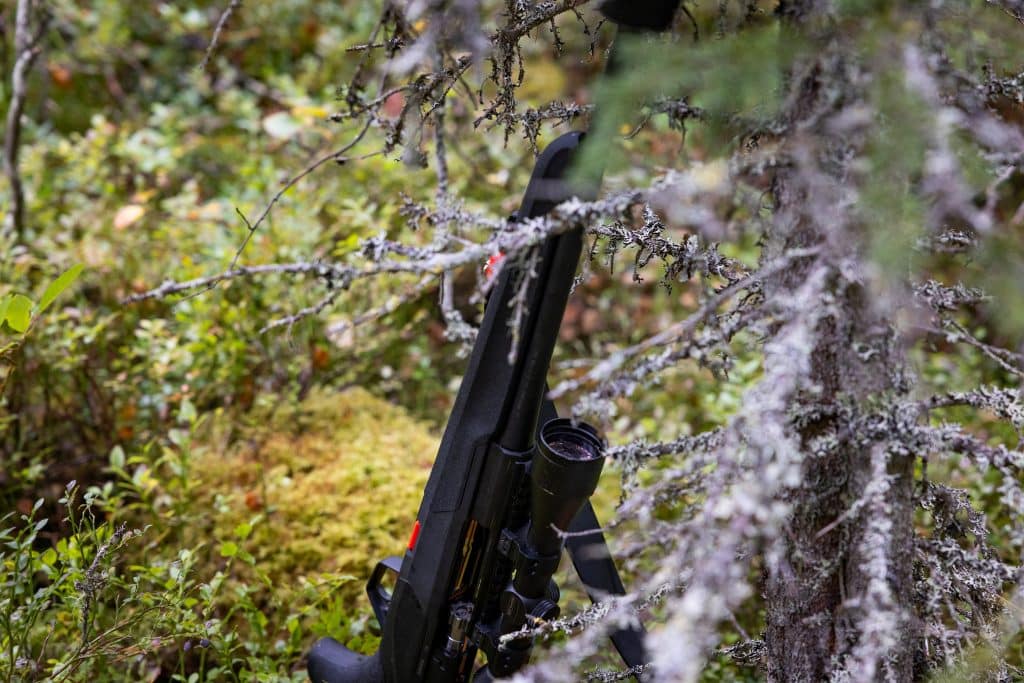 Björnjakt: Få björnar återstår på årets tilldelning