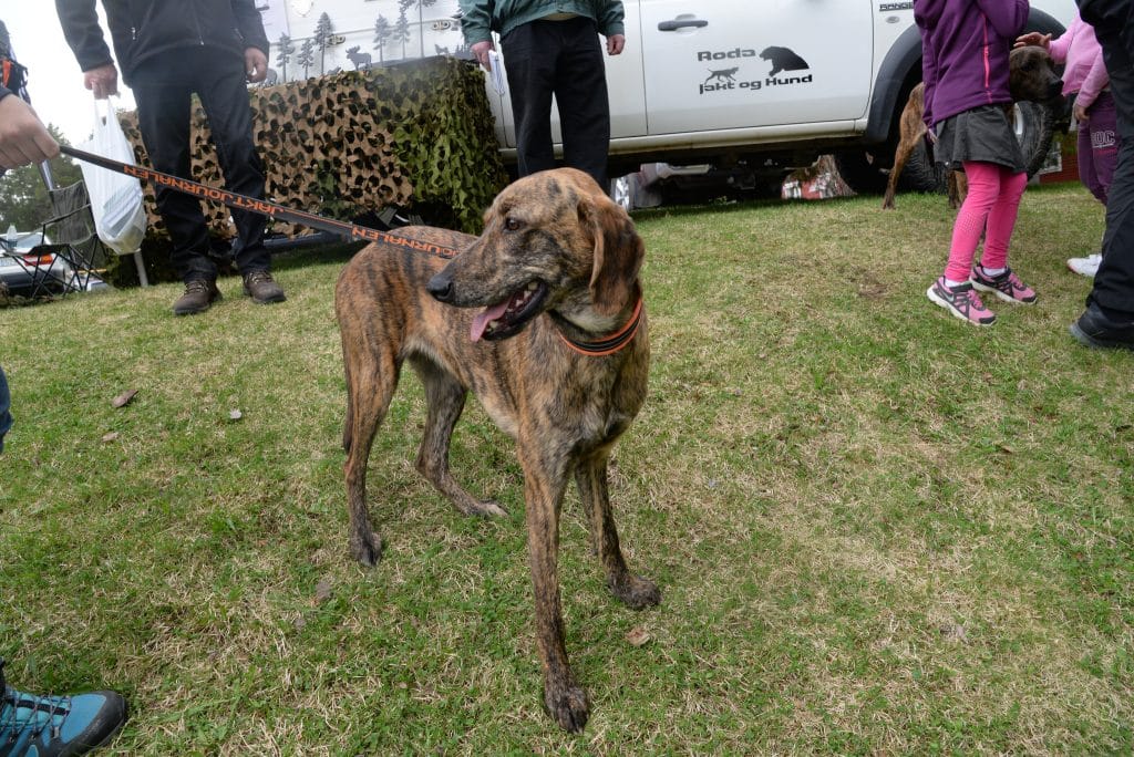 Att intresset för utländska jakthundar växer kan, enligt Agria, bero på att allt fler jägare söker nya egenskaper och specialiseringar hos sina hundar.
