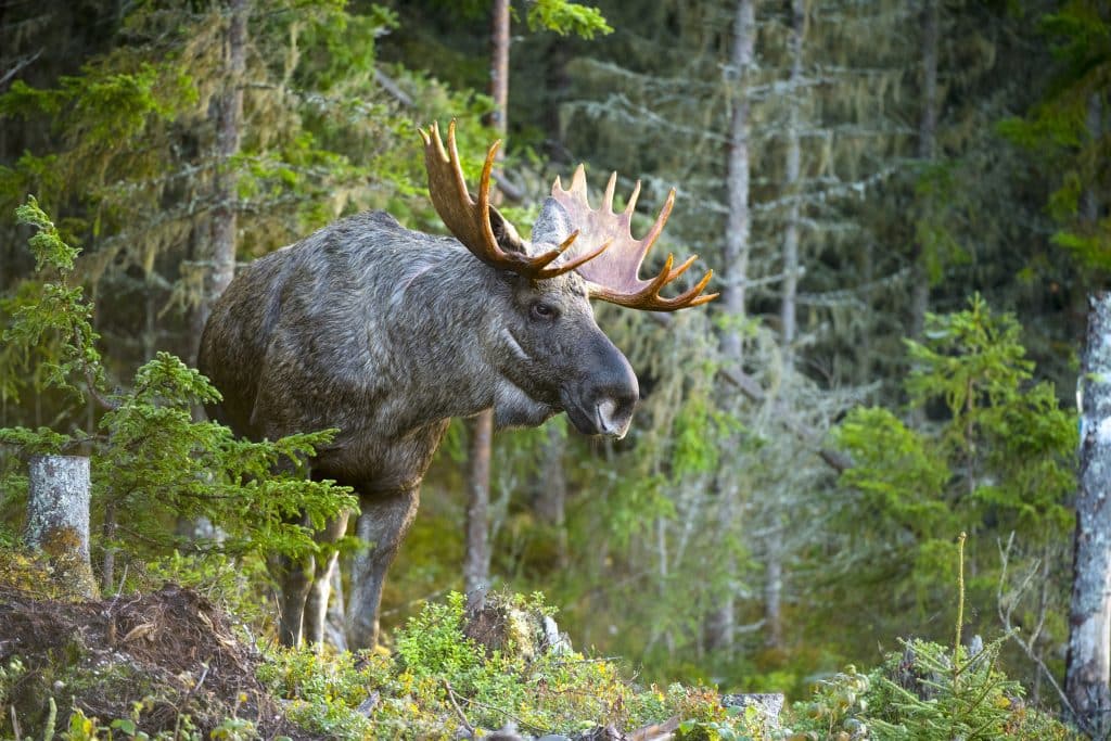 Jägartips: Så får du stora älgtjurar på jaktmarken