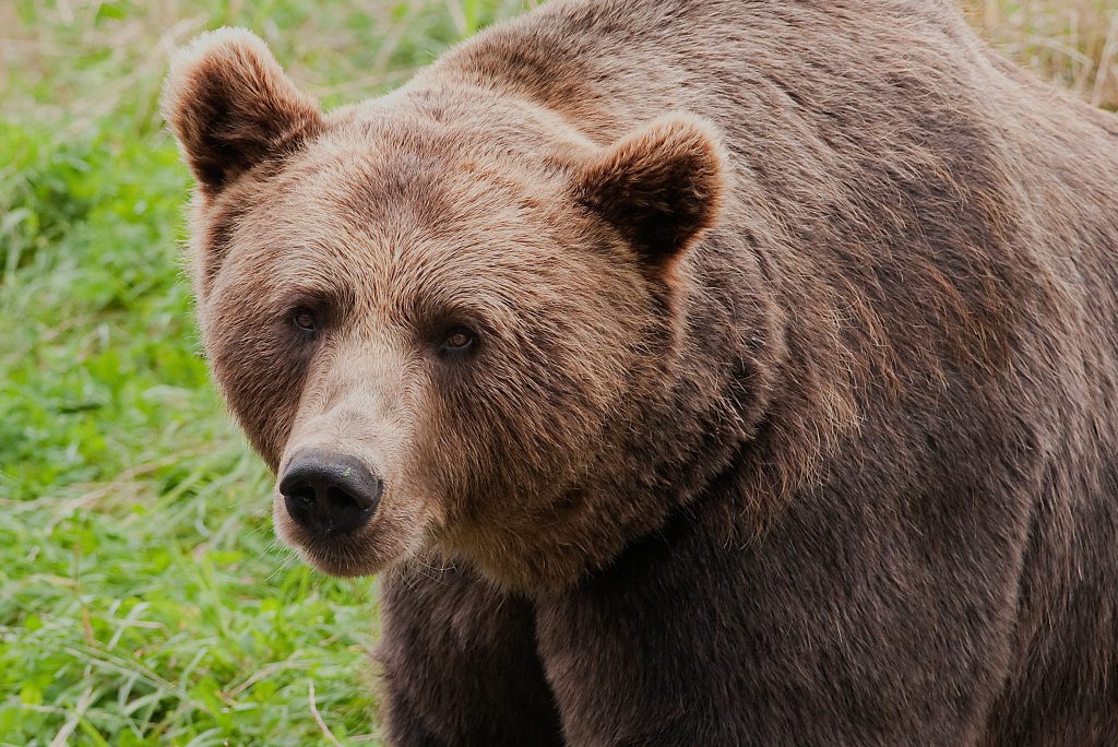Jägare attackerad av björn – förd till sjukhus med helikopter