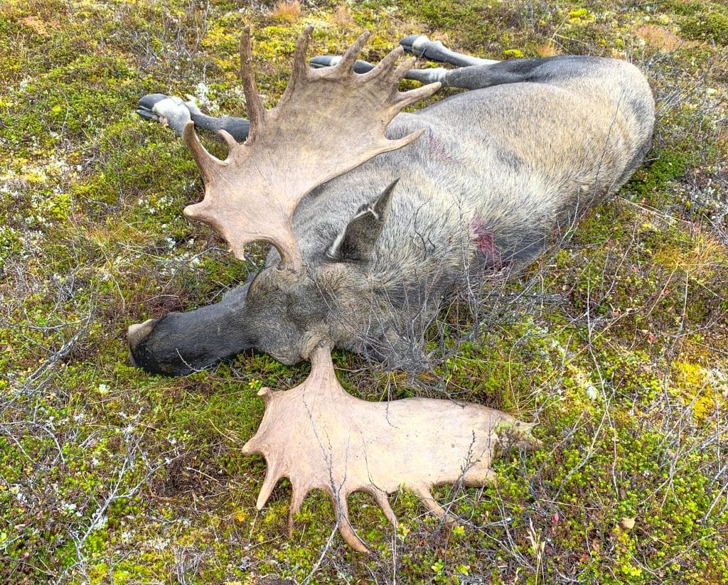 Smygjakt på fjället gav jättetjur