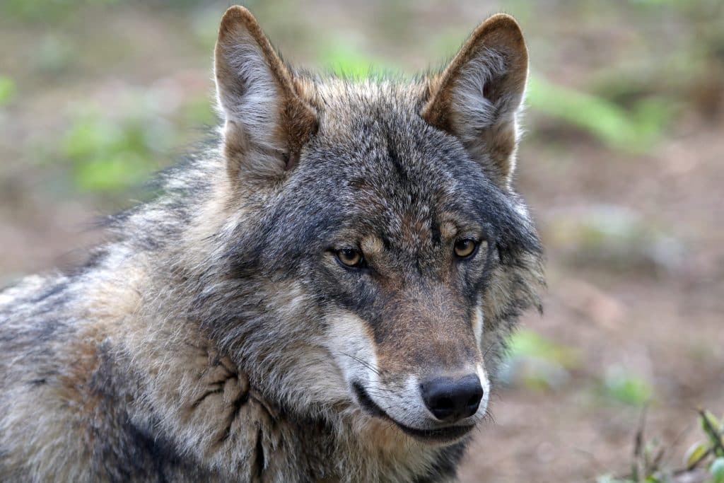 Gråhund dödad av varg på älgpremiären