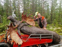 Rapport från älgskogen