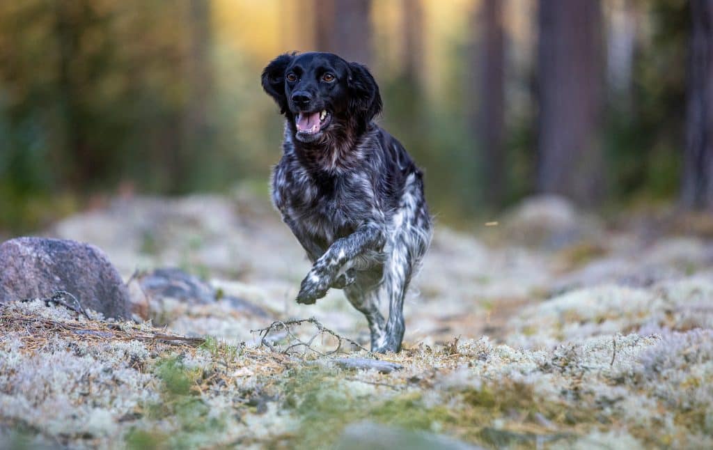 ”Regeringens senfärdighet hotar jakten”