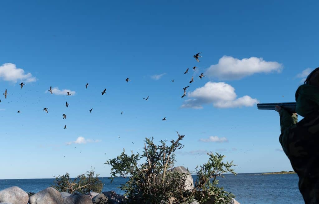 Skarvjakten ska öka genom avtal med kommunen