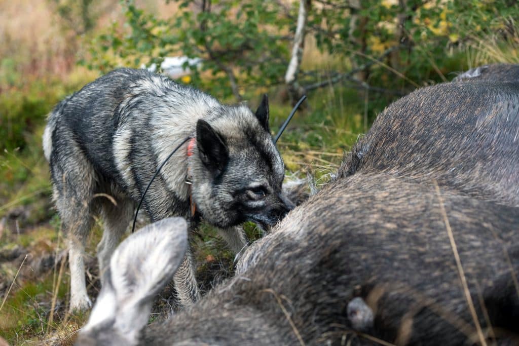 Förvaltningsrätten: Rätt med högre fällavgifter